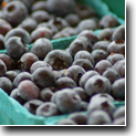 Banner Image 4